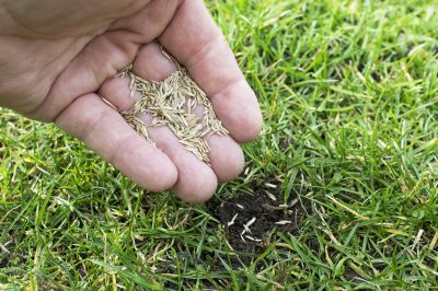 Commercial Grass Seeding in Honolulu, HI