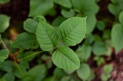 Poison Ivy Removal in Lancaster County, PA