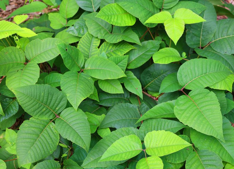 Poison Ivy Removal in Doylestown, PA