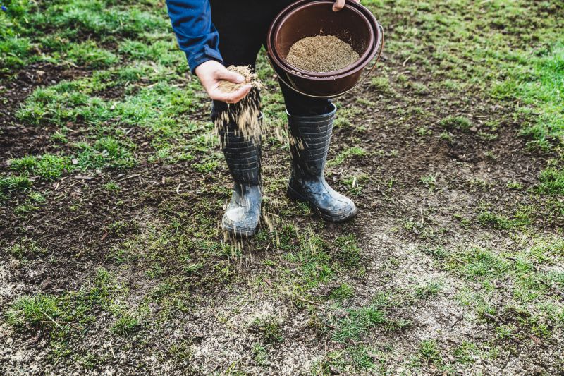 Residential Lawn Seeding in Ventura County, CA