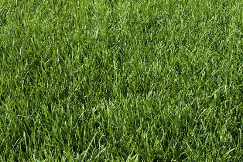 Bluegrass Sod Installation in Aiken, SC