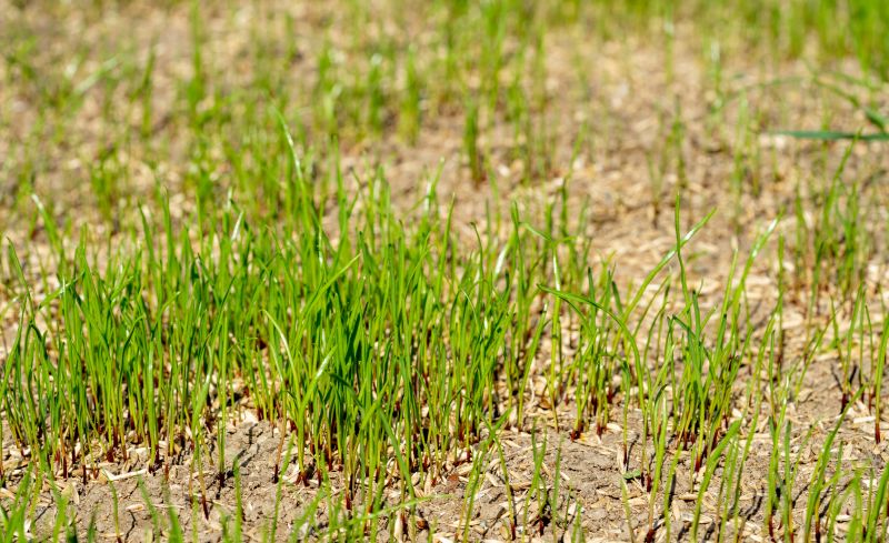 Commercial Lawn Seeding