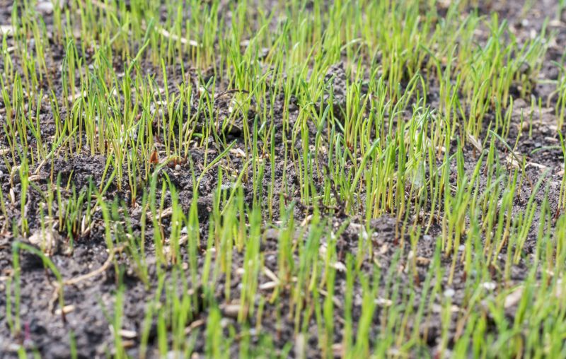 Lawn Overseeding detail