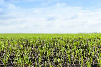 Grass Seed Installation