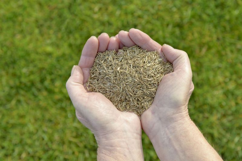 Grass Seed Installation