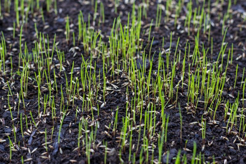 Grass Treatment in Ventura County, CA