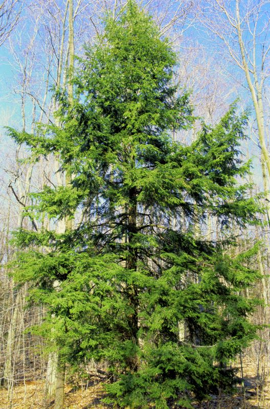 Hemlock Removal in Montgomery County, PA