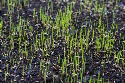 New Construction Lawn Seeding in Ventura County, CA