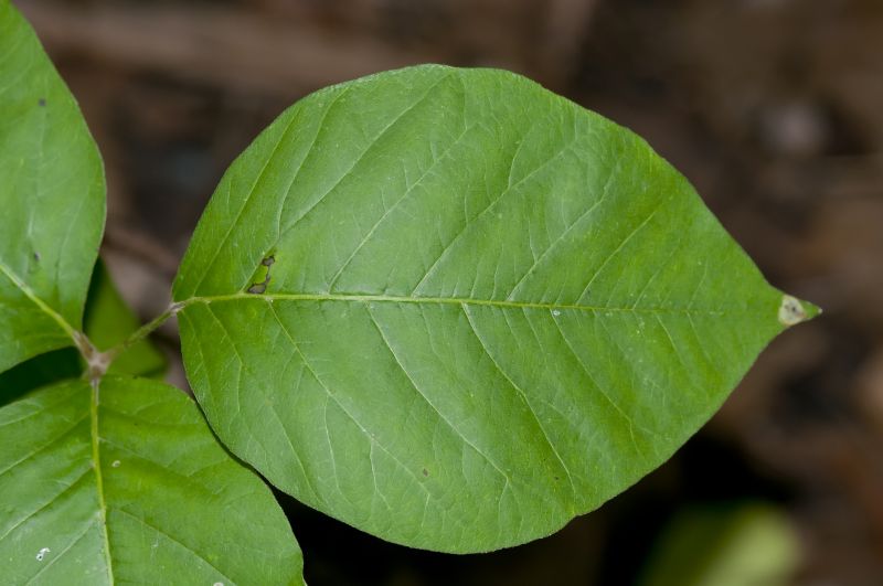 Poison Ivy Removal in Ventura County, CA