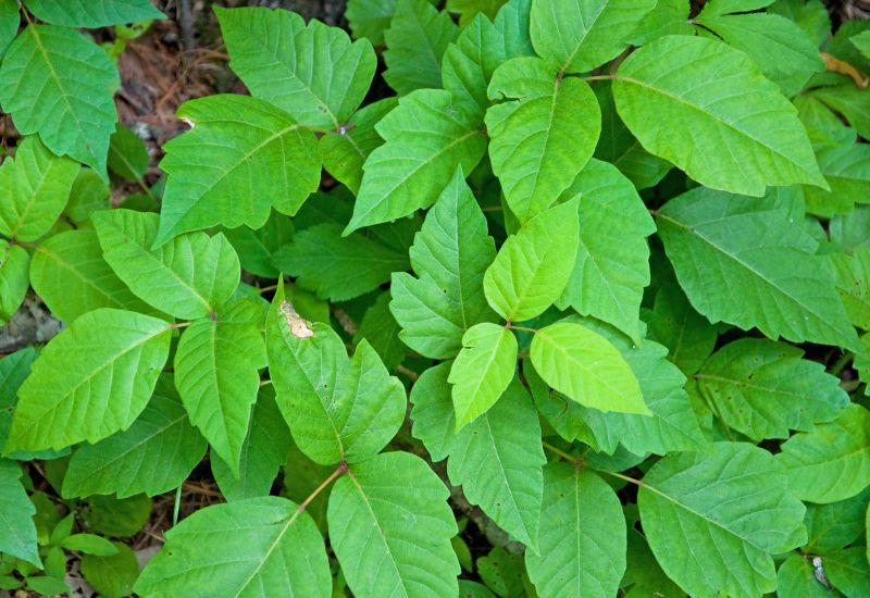 Poison Ivy Removal in Bucks County, PA