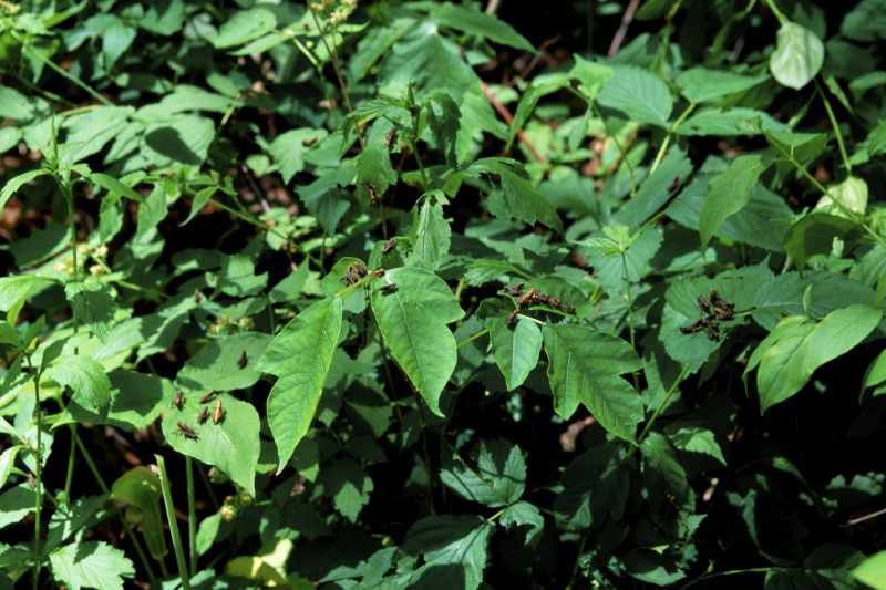 Poison Ivy Removal in Delaware County, PA