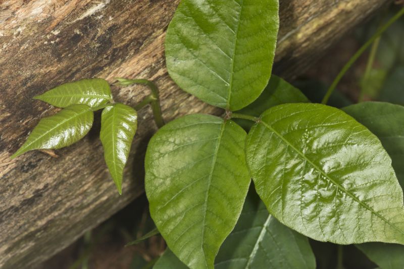Poison Ivy Removal in Allentown, PA