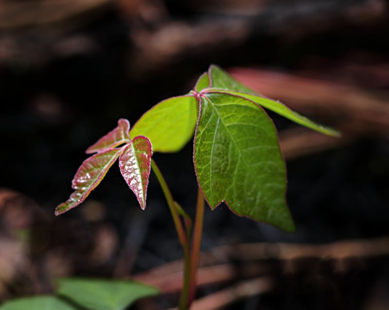Poison Ivy Removal in Philadelphia, PA