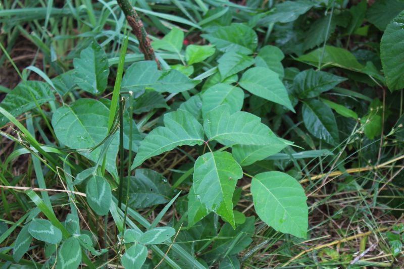 Poison Ivy Removal in Lancaster, PA