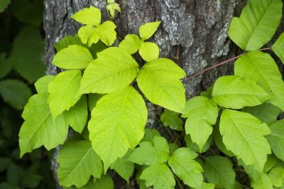 Poison Oak Removal in Wilmington, DE