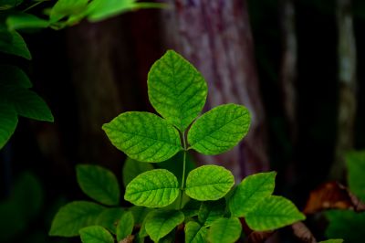 Poison Oak Removal in Wilmington, DE