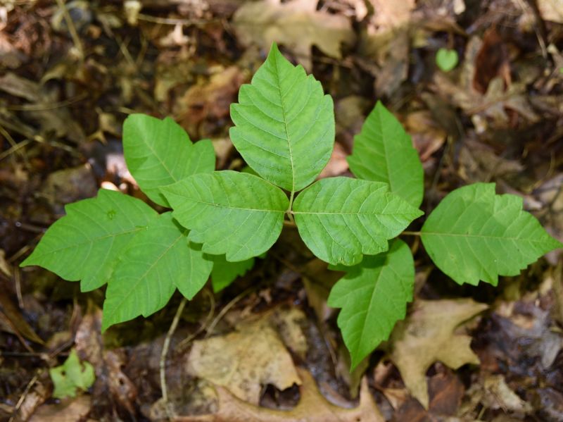 Poison Oak Removal in Doylestown, PA