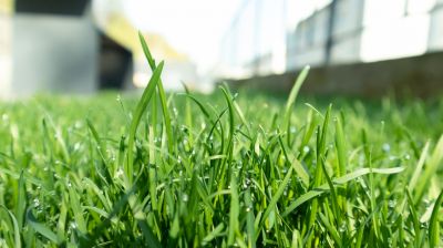 Residential Lawn Fertilizing in Honolulu, HI