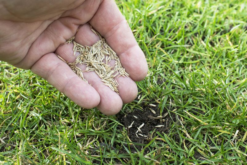 Spring Grass Seeding in Ventura County, CA