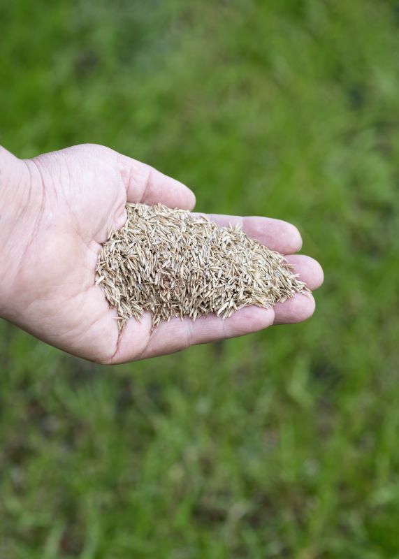 Yard Overseeding in Ventura County, CA