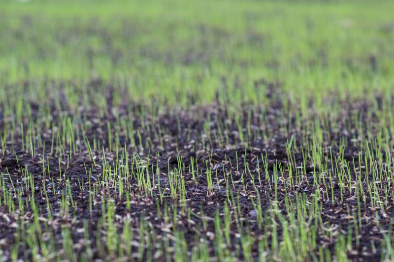 Yard Overseeding in Ventura County, CA