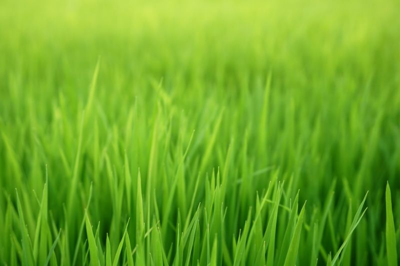 Yard Seeding in Ventura County, CA